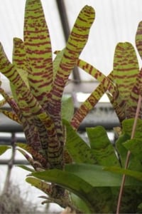 Neoregelia tigrina Bromelya Çiçeği Fidesi