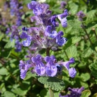 Nepeta Dropmore Kedi Nanesi fidesi
