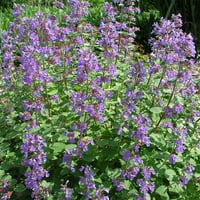 Nepeta faassenii Blue wonder Kedi Nanesi fidesi