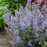 Nepeta faassenii Junior Walker Kedi Nanesi fidesi