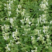 Nepeta faassenii Snowflake Kedi Nanesi fidesi