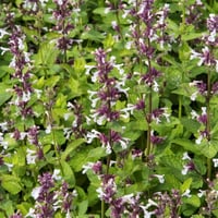 Nepeta Florina Kedi Nanesi fidesi