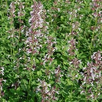 Nepeta grandiflora Dawn to Dusk Kedi Nanesi fidesi