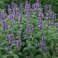 Nepeta kubanica Kedi Nanesi fidesi