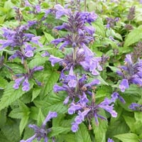 Nepeta nervosa Neptune Kedi Nanesi fidesi