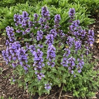 Nepeta Purssian blue Kedi Nanesi fidesi