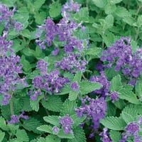 Nepeta racemosa Little Titch Kedi Nanesi fidesi