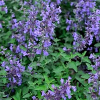 Nepeta Senior Kedi Nanesi fidesi