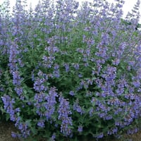 Nepeta Six Hills Giant Kedi Nanesi fidesi