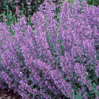 Nepeta Walkers Low Kedi Nanesi fidesi