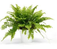 Nephrolepis exaltata Aşk Merdiveni fidanı