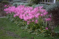 Nerine bowdenii Narin Çiçeği fidesi