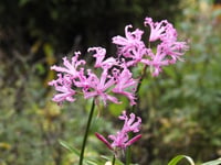 Nerine bowdenii Narin Çiçeği fidesi - Isabel