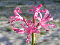 Nerine bowdenii Narin Çiçeği fidesi - Isabel