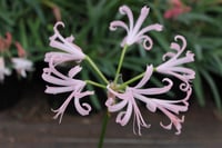 Nerine bowdenii Narin Çiçeği fidesi - Nikita