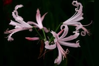 Nerine bowdenii Narin Çiçeği fidesi - Nikita