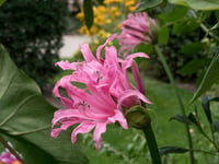 Nerine bowdenii Narin Çiçeği fidesi - Rose