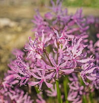 Nerine bowdenii Narin Çiçeği fidesi - Undulata