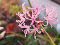 Nerine bowdenii Narin Çiçeği fidesi - Undulata