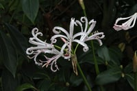 Nerine bowdenii Narin Çiçeği fidesi - Vesta