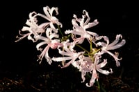 Nerine bowdenii Narin Çiçeği fidesi - Vesta