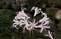 Nerine bowdenii Narin Çiçeği fidesi - Vesta