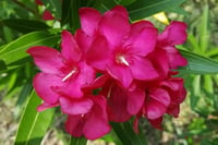 Nerium oleander Calypso Koyu Pembe Zakkum fidanı