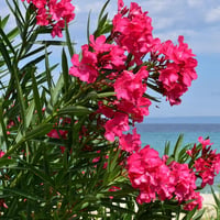 Nerium oleander Calypso Koyu Pembe Zakkum fidanı