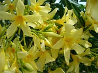 Nerium oleander Marie Gambetta Sarı Zakkum fidanı