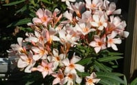 Nerium oleander Petite Salmon Bodur Somon Zakkum fidanı