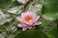 Nymphaea Pembe Nilüfer Bitkisi