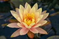 Nymphaea Somon Nilüfer Bitkisi