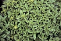 Ocimum Basilicum Fesleğen fidesi