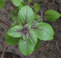 Ocimum Basilicum Yeşil Yapraklı Reyhan fidesi