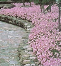 Oenothera berlandieri Siskiyou Pink Akşam Çuha Ezan çiçeği fidesi