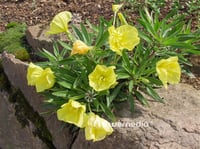 Oenothera macrocarpa Sarı Ezan çiçeği fidesi