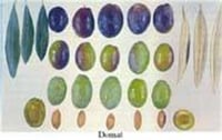Olea europaea Domat Zeytin fidanı