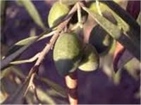 Olea europaea Eşek Zeytin fidanı