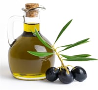 Olea europaea Gemlik Tirilye Zeytin fidanı