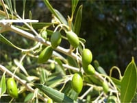 Olea europaea Memecik Zeytin fidanı