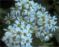 Oleria haasti