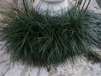 Ophiopogon japonicus Osmanlı Çimi Kara çim fidesi