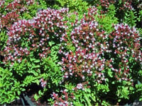 Origanum Büyük yapraklı Mercanköşk fidesi