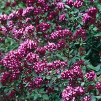 Origanum laevigatum Herrenhausen Kır Mercanı, Mercanköşk fidesi