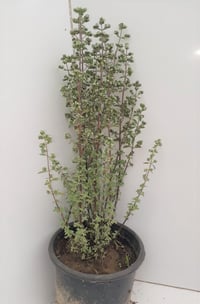 Origanum microphyllum Minik yapraklı Mercanköşk fidesi
