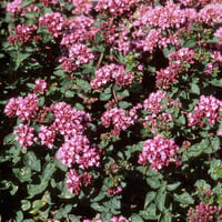 Origanum Rosenkuppel Pembe Çiçekli Mercanköşk fidesi