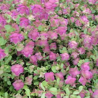 Origanum rotundifolium Kent Beauty Yuvarlak Yapraklı Mercanköşk fidesi