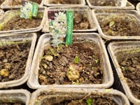 Ornithogalum balansae Akyıldız, Betüllahim Yıldızı Soğanı