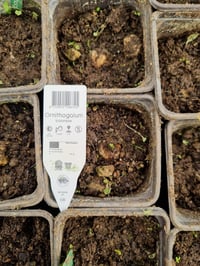 Ornithogalum balansae Akyıldız, Betüllahim Yıldızı Soğanı