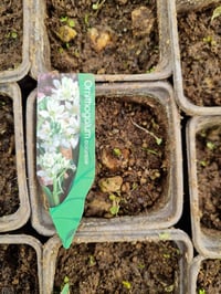 Ornithogalum balansae Akyıldız, Betüllahim Yıldızı Soğanı